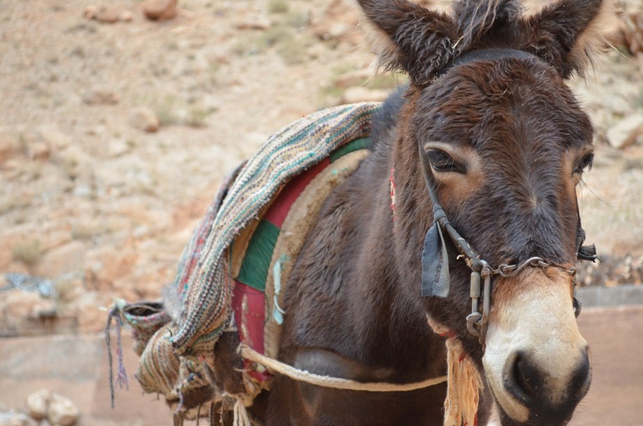 Morocco: travels and tales from spring&nbsp;2013